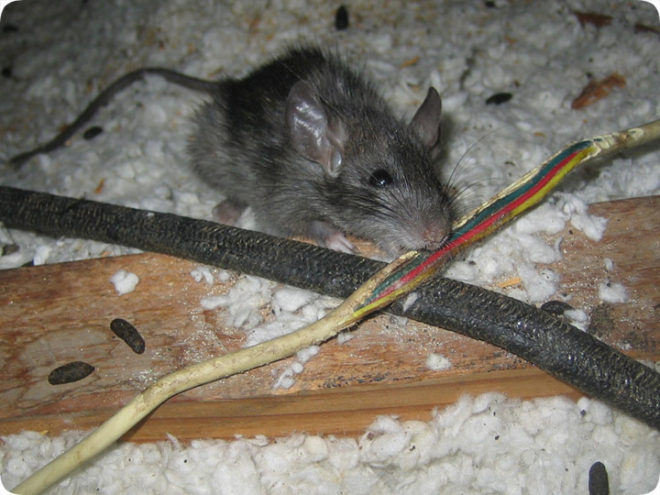 Мишката гриза изолацията на жицата